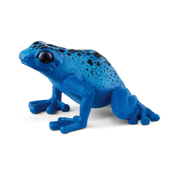 Blue Poison Dart Frog – Beans & Bananas