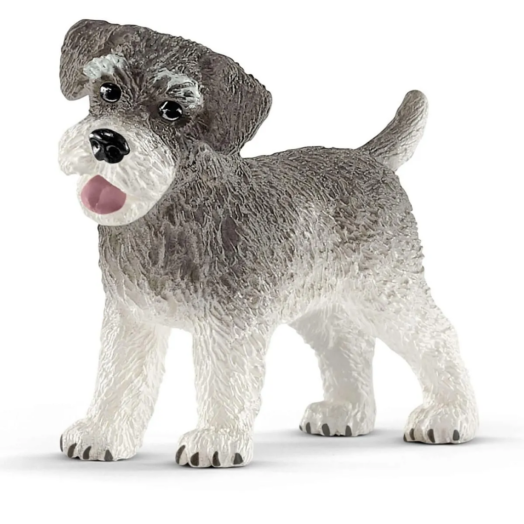 Miniature Schnauzer